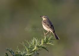 Image result for Anthus campestris