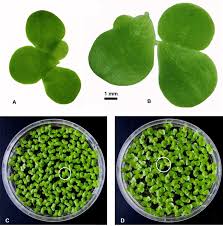Attēlu rezultāti vaicājumam “Lemnaceae”