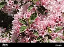 Attēlu rezultāti vaicājumam “Weigela praecox”