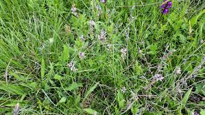 Attēlu rezultāti vaicājumam “Polygala vulgaris”