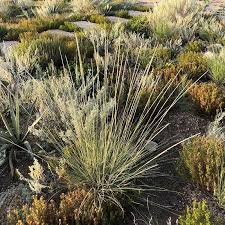 Attēlu rezultāti vaicājumam “Diderma roanense stalked”