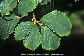 Attēlu rezultāti vaicājumam “Hamamelis japonica leaf”