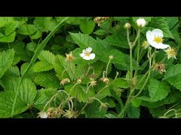 Attēlu rezultāti vaicājumam “Fragaria moschata”