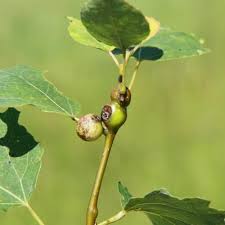 Attēlu rezultāti vaicājumam “Contarinia petioli”