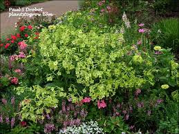 Image result for Nicotiana x sanderae