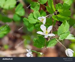 Attēlu rezultāti vaicājumam “Isopyrum thalictroides fruit”