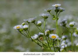 Attēlu rezultāti vaicājumam “Erigeron annuus”
