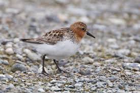 Image result for Calidris ruficollis