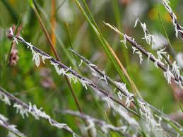 Attēlu rezultāti vaicājumam “Nardus stricta fruit”