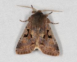 Attēlu rezultāti vaicājumam “Orthosia gothica”