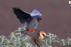 Image result for Falco vespertinus