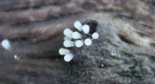 Attēlu rezultāti vaicājumam “Symphytocarpus impexus plasmodium”