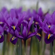 Attēlu rezultāti vaicājumam “Iris reticulata”