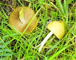 Attēlu rezultāti vaicājumam “Bolbitius vitellinus”