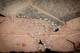 Attēlu rezultāti vaicājumam “Craterium leucocephalum var. scyphoides stalked”