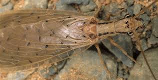 Attēlu rezultāti vaicājumam “Megaloptera”