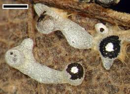 Attēlu rezultāti vaicājumam “Diderma chondrioderma spores”