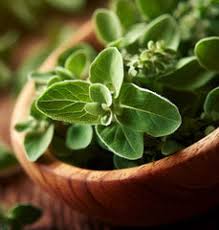 Attēlu rezultāti vaicājumam “Origanum vulgare leaf”