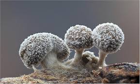 Attēlu rezultāti vaicājumam “Didymium squamulosum”