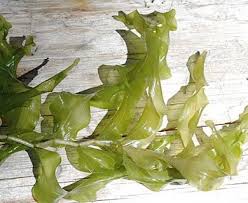 Attēlu rezultāti vaicājumam “Potamogeton praelongus”