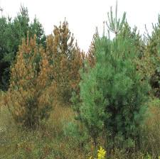 Attēlu rezultāti vaicājumam “Pinus peuce”