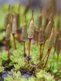 Attēlu rezultāti vaicājumam “Eurhynchiastrum pulchellum macro”