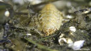 Attēlu rezultāti vaicājumam “Saduria entomon”