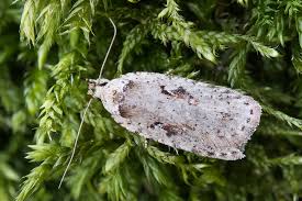 Attēlu rezultāti vaicājumam “Agonopterix ocellana”