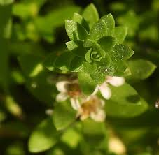 Attēlu rezultāti vaicājumam “Oenothera rubricauli”
