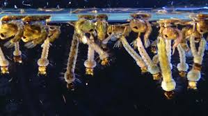 Attēlu rezultāti vaicājumam “Culex pipiens larva”