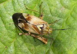 Attēlu rezultāti vaicājumam “Lygus pratensis imago”