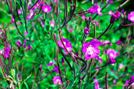 Attēlu rezultāti vaicājumam “Epilobium hirsutum leaf”