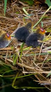 Attēlu rezultāti vaicājumam “Fulica atra eggs”