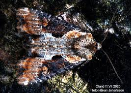Attēlu rezultāti vaicājumam “Apamea ophiogramma”
