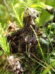 Attēlu rezultāti vaicājumam “Badhamia lilacina”