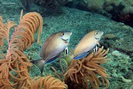 Image result for Acanthurus bahianus