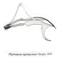 Attēlu rezultāti vaicājumam “Phytomyza minuscula”
