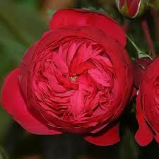 Image result for Red Rose Cc