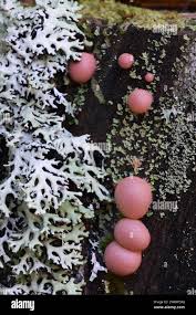 Attēlu rezultāti vaicājumam “Lycogala roseosporum”