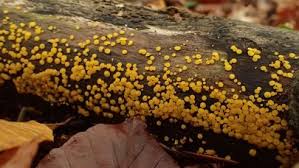 Attēlu rezultāti vaicājumam “Bisporella citrina”