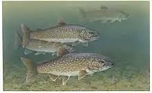 Image result for Salvelinus namaycush