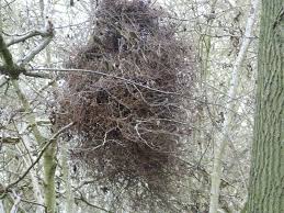 Attēlu rezultāti vaicājumam “Taphrina betulina”