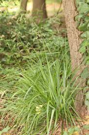 Attēlu rezultāti vaicājumam “Festuca altissima flower”