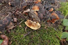 Attēlu rezultāti vaicājumam “Gloeophyllum odoratum”