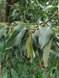 Attēlu rezultāti vaicājumam “Salix pentandra fruit”