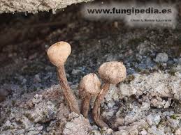 Attēlu rezultāti vaicājumam “Tulostoma fimbriatum”