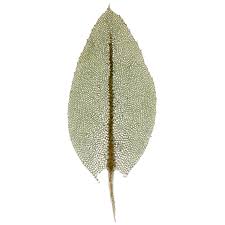 Attēlu rezultāti vaicājumam “Mnium stellare”