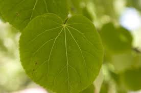 Attēlu rezultāti vaicājumam “Cercidiphyllum japonicum leaf”