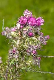 Attēlu rezultāti vaicājumam “Cirsium palustre”