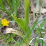 Attēlu rezultāti vaicājumam “Ophrys insectifera leaf”